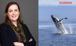 İzlanda hükümeti, ölmeleri uzun sürdüğü için 'balina avını' geçici olarak durdurdu!