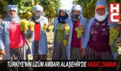 TÜRKİYE'NİN ÜZÜM AMBARI ALAŞEHİR'DE HASAT ZAMANI