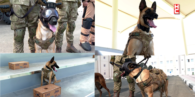 Turkish Armed Forces’ bomb-sniffing dogs on duty in the World Cup...