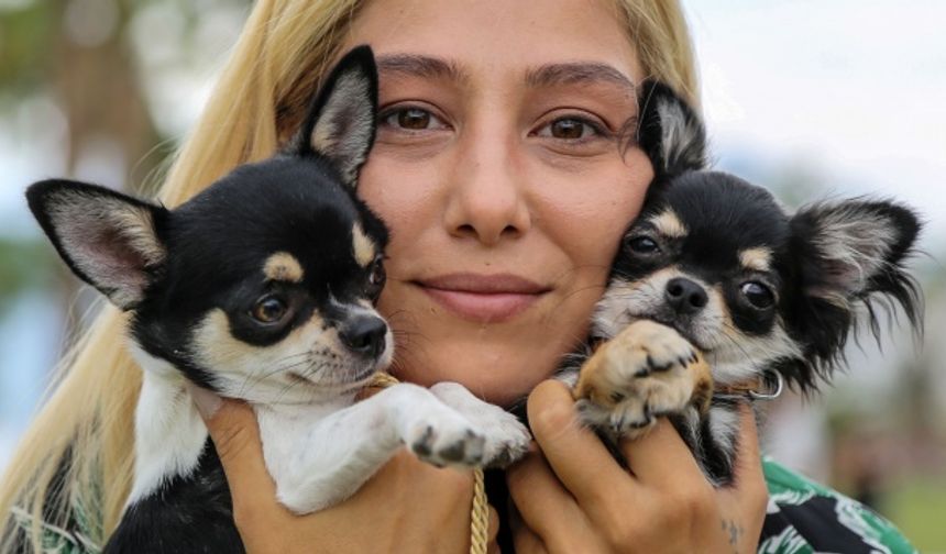 ANTALYA KÖPEK GÜZELLİK YARIŞMASI, RENKLİ GÖRÜNTÜLERE SAHNE OLDU (FOTOĞRAFLAR)