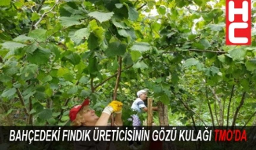 Bahçedeki fındık üreticisinin gözü kulağı TMO'da